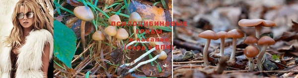 ГАЛЛЮЦИНОГЕННЫЕ ГРИБЫ Корсаков